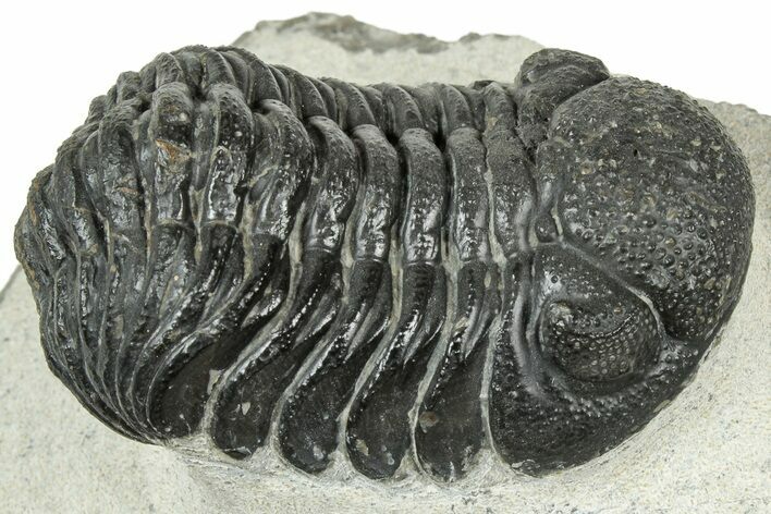 Detailed Morocops Trilobite - Ofaten, Morocco #323725